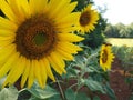 Save the bees and sunflowers Royalty Free Stock Photo